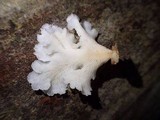 Lentinus copulatus image