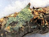Physcia aipolia image