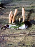 Cordyceps takaomontana image