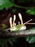 Cordyceps takaomontana image