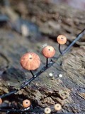 Marasmius ruforotula image