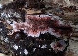 Punctularia atropurpurascens image