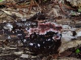 Punctularia atropurpurascens image