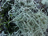 Usnea glabrata image