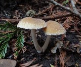 Psathyrella pennata image