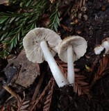 Psathyrella pennata image