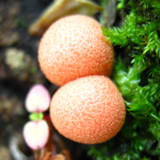 Lycogala epidendrum image