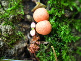 Lycogala epidendrum image