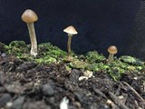 Psilocybe subfimetaria image