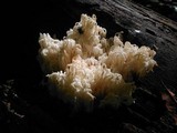 Hericium americanum image