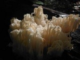 Hericium americanum image