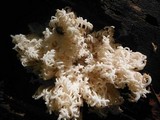 Hericium americanum image