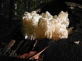 Hericium americanum image