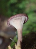 Panus neostrigosus image