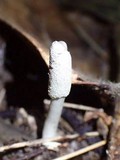 Cordyceps cylindrica image