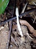 Cordyceps cylindrica image