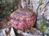 Ganoderma polychromum image