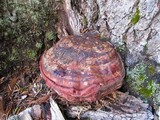 Ganoderma polychromum image