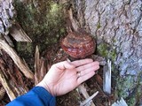 Ganoderma polychromum image