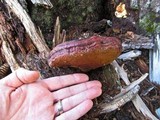 Ganoderma polychromum image