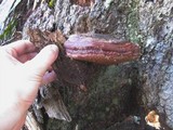 Ganoderma polychromum image