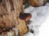 Ganoderma polychromum image