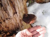 Ganoderma polychromum image