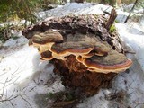 Fomitopsis mounceae image