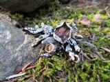 Hypogymnia enteromorpha image