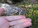 Hypogymnia enteromorpha image