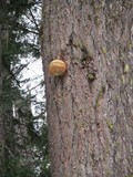 Fomitopsis officinalis image