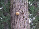 Fomitopsis officinalis image