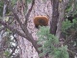 Fomitopsis officinalis image