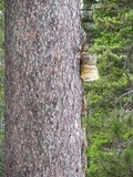 Fomitopsis officinalis image