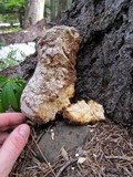 Fomitopsis officinalis image