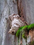 Fomitopsis officinalis image