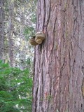 Fomitopsis officinalis image