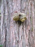 Fomitopsis officinalis image