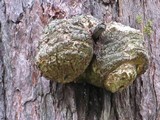 Fomitopsis officinalis image