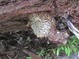 Fomitopsis officinalis image