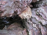 Fomitopsis officinalis image