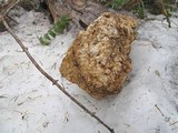 Fomitopsis officinalis image
