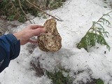 Fomitopsis officinalis image