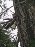 Fomitopsis officinalis image