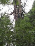Fomitopsis officinalis image