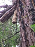 Fomitopsis officinalis image