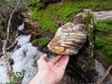 Fomitopsis officinalis image