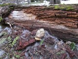 Fomitopsis officinalis image