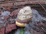 Fomitopsis officinalis image