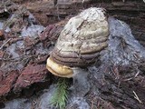 Fomitopsis officinalis image